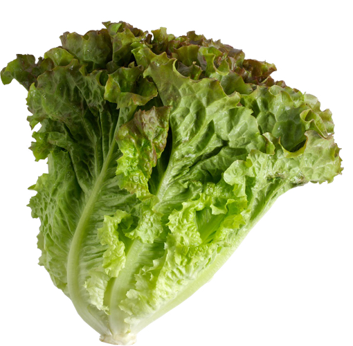 Leaf Lettuce Nature S Reward